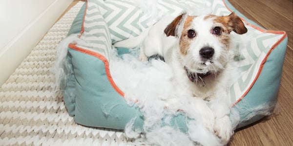 Dog keeps tearing up bed best sale